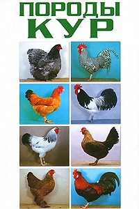 Книга Самые популярные породы кур