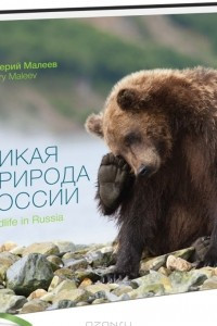 Дикая природа России