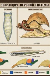 Книга Эволюция нервной системы. Таблица