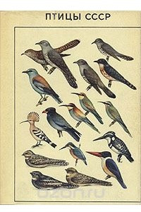 Книга Птицы СССР