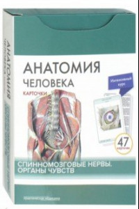 Книга Анатомия человека. Карточки. Спинномозговые нервы и органы чувств (47 карточек)