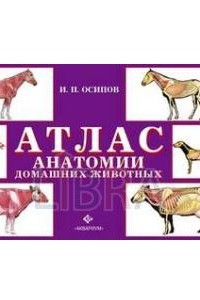 Книга Атлас анатомии домашних животных