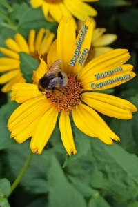 Книга Индийское лето